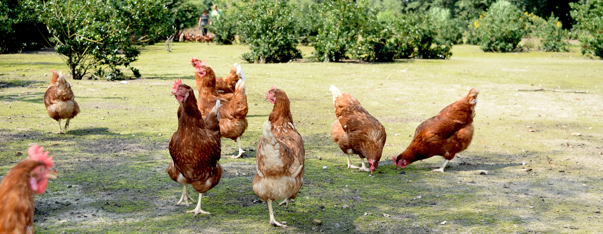 Welkom bij biologischpluimvee